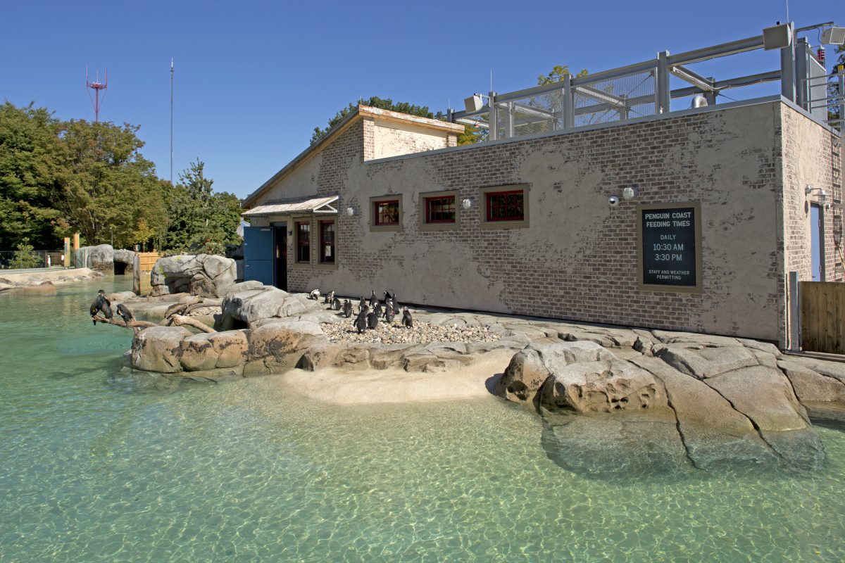 Maryland Zoo in Baltimore – Penguin Coast and Aviaries - Whiting-Turner