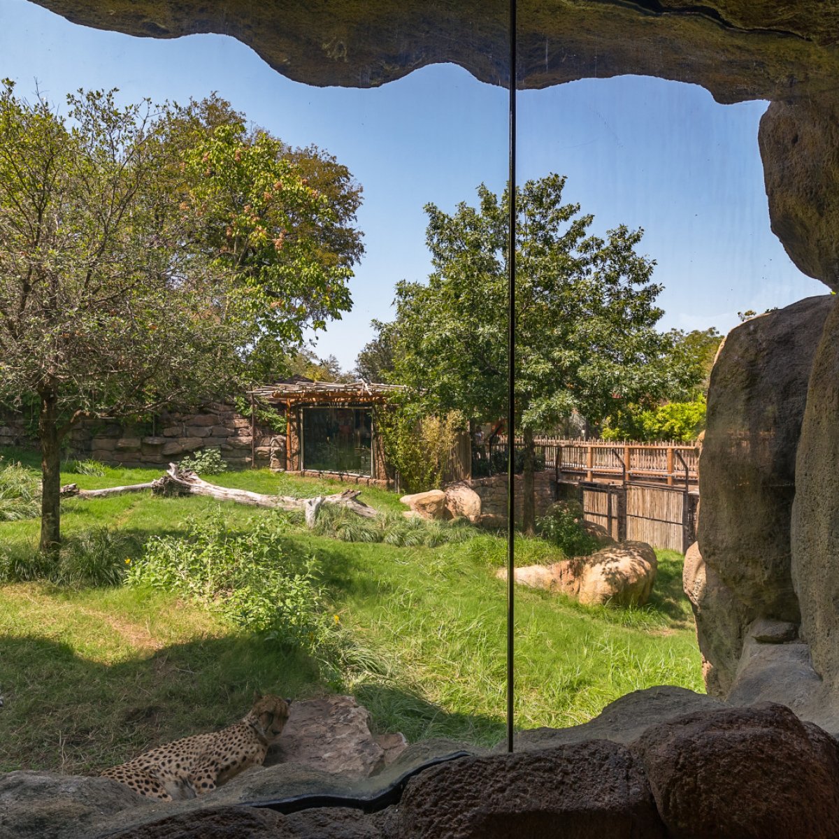 Whiting-Turner – Fort Worth Zoo Predators of Asia and Africa